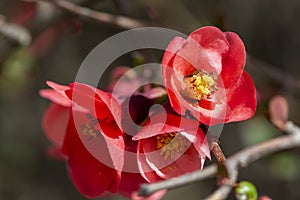 Chaenomeles japonica pink flowers blooming in spring