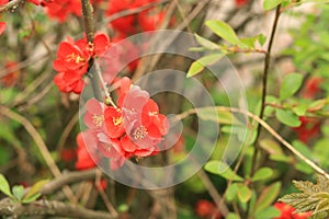 Chaenomeles japonica. Red flowers on a bush branch close-up photo