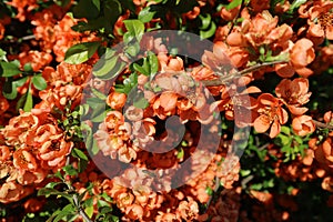 Chaenomeles japonica shrub orange flowers photo