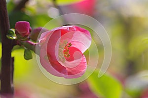 A chaenomeles lagenaria flower