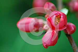 Chaenomeles (Quince bud) photo