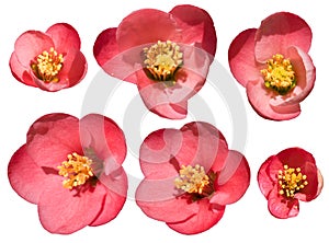 Chaenomeles is red blossoms in the spring. Genus of three species of deciduous spiny shrubs