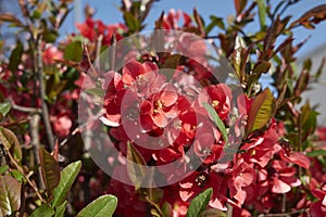 Chaenomeles speciosa hub in bloom