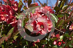 Chaenomeles speciosa hub in bloom