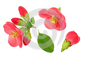 Chaenomeles speciosa or japanese quince flower isolated on white background