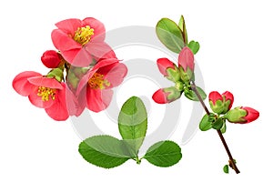 Chaenomeles speciosa or japanese quince flower isolated on white background