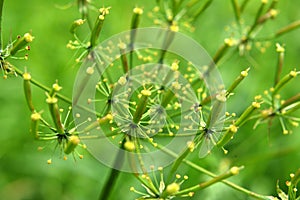 Chaerophyllum aromaticum grows in nature