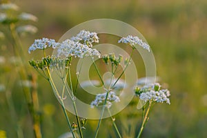 Chaerophyllum aureum Golden Chervil Golden Chervil