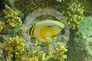 Chaetodon Austriacus or Blacktail Butterflyfish observes surroundings near a coral reef with hard corals and seeks food.