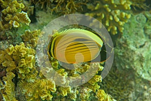 Chaetodon Austriacus or Blacktail Butterflyfish observes surroundings near a coral reef with hard corals and seeks food.