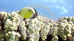 (Chaetodon austriacus) Butterflyfish on Coral Reef in Red Sea, Eilat, Israel