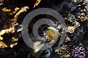 Chaetodon austriacus underwater in the ocean of egypt, underwater in the ocean of egypt, Chaetodon austriacus underwater