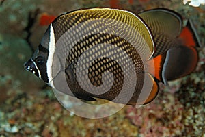 Chaetodon collare - Andaman Sea
