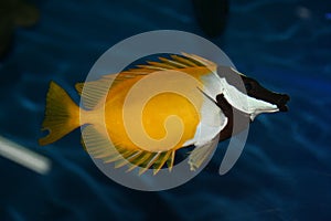 Chaetodon, exotic fish