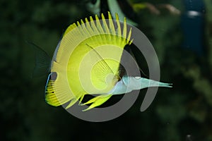 Chaetodon, exotic fish