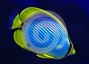 Chaetodon melannotus in  aquarium