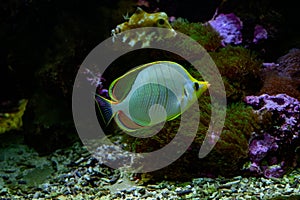 Chaetodon xanthocephalus, known commonly as the Yellowhead butterflyfish