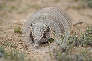 Chaetophractus villosus cute and funny armadillo running over the dry desert ground
