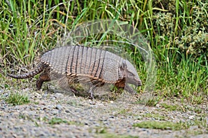 Chaetophractus villosus cute and funny armadillo running over gravel