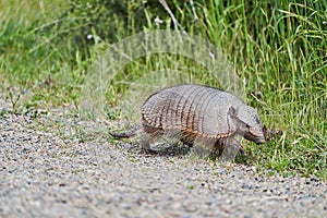 Chaetophractus villosus, cute and funny armadillo running over gravel. photo