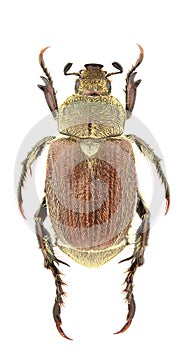 Chaetopteroplia segetum