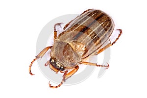 Chafer photo