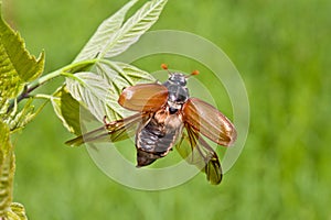 Chafer beetle photo