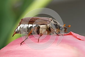 Chafer Beetle photo