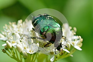 Chafer beetle(Cetonia aurata)