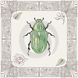 Chafer beetle drawing photo