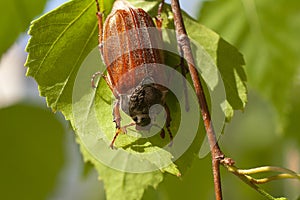 Chafer beetle on a green leaf of a tree. May bug on a sunny day. Melolontha eating sheet close-up