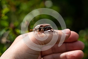 Chafer beetle on hand, close-up on a background of greenery in blur.