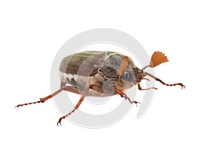 Chafer beetle  isolated on white