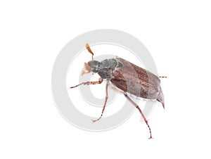 Chafer beetle  isolated on white