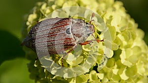 chafer beetle on viburnum blossom