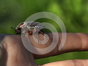 Chafer crawls on the palm of hand