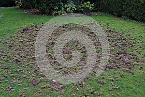 Chafer grub demolition of a Doncaster lawn, in October 2020. photo