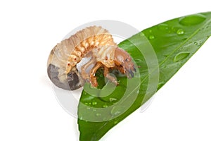 Chafer larva photo