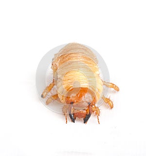 Chafer larva