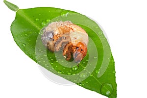 Chafer larva on green leaf