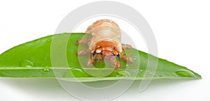 Chafer larva on green leaf photo