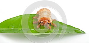 Chafer larva on green leaf