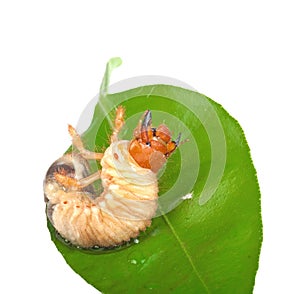 Chafer larva on green leaf