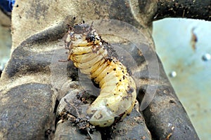 Chafer Larva Phyllophaga photo