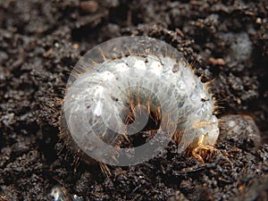 Chafer Larva (Phyllophaga)