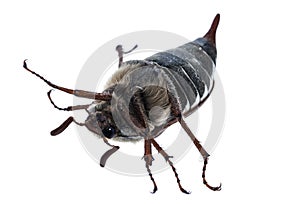 Chafer