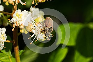 Chafer Melolontha On Flower In Spring Close Up