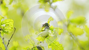 Chafer on oak leaves are eating young leaves. Reproduction coitus in spring. Maybug sits on the oak leaves. Close up.