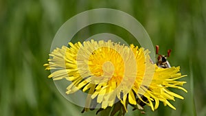 Chafer start flying on dandelion flower