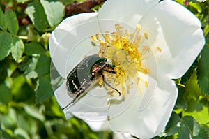 Chafer on a white Spring Flower dog rose